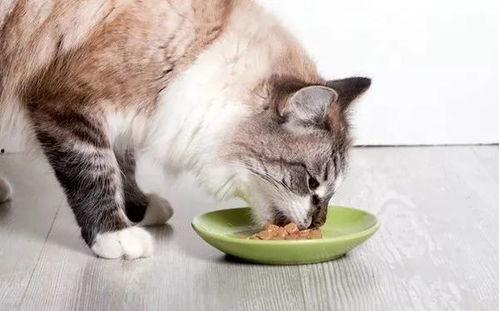 娱乐吃瓜酱小猫咪,网络娱乐下的宠物魅力与生活反思