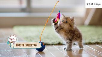 娱乐吃瓜酱小猫咪,网络娱乐下的宠物魅力与生活反思