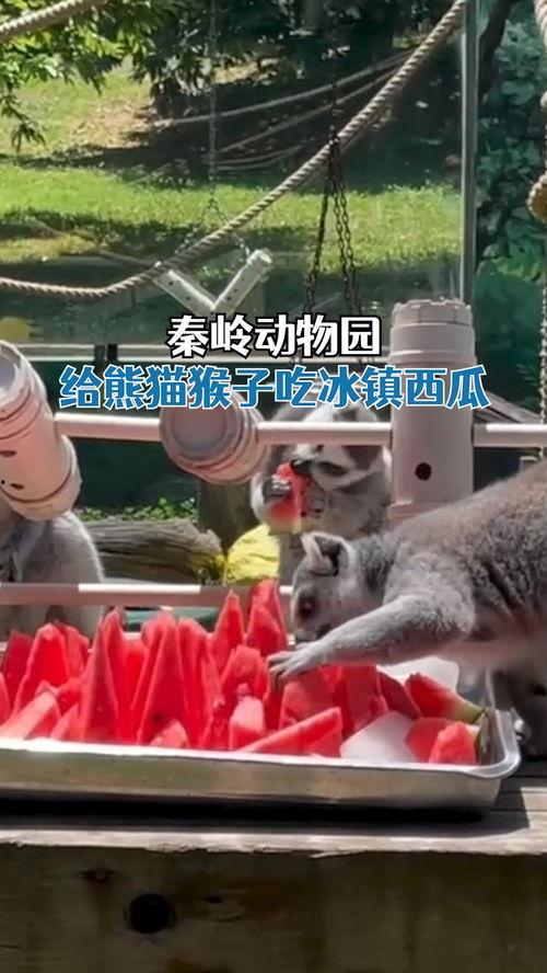 娱乐吃瓜酱动物园,揭秘娱乐圈背后的趣味故事