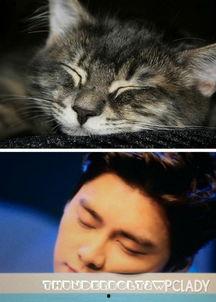 娱乐圈猫猫吃瓜小说