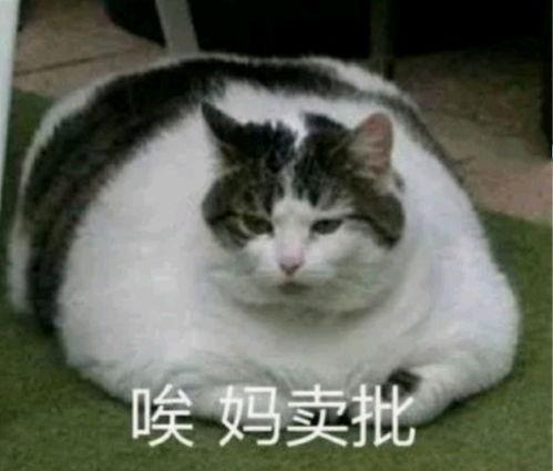 娱乐圈猫猫吃瓜小说